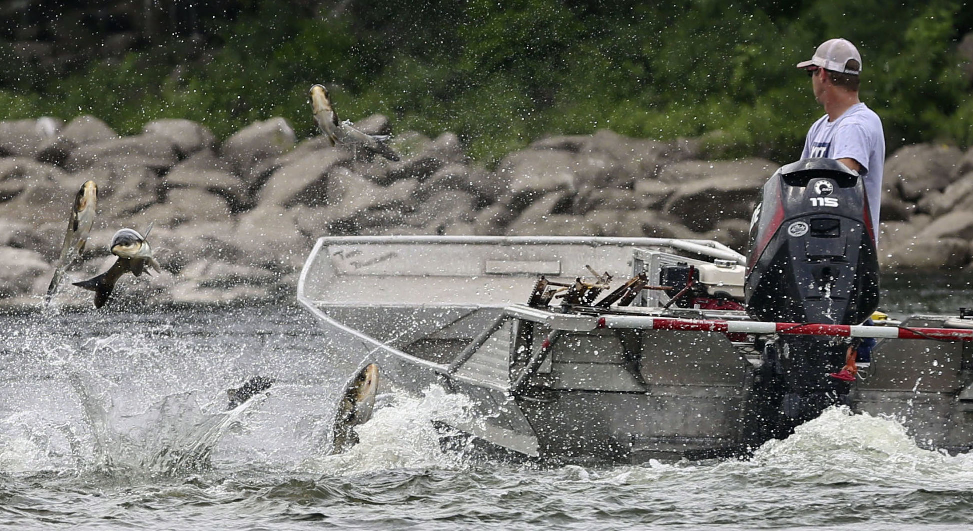 Asian carp - file photo